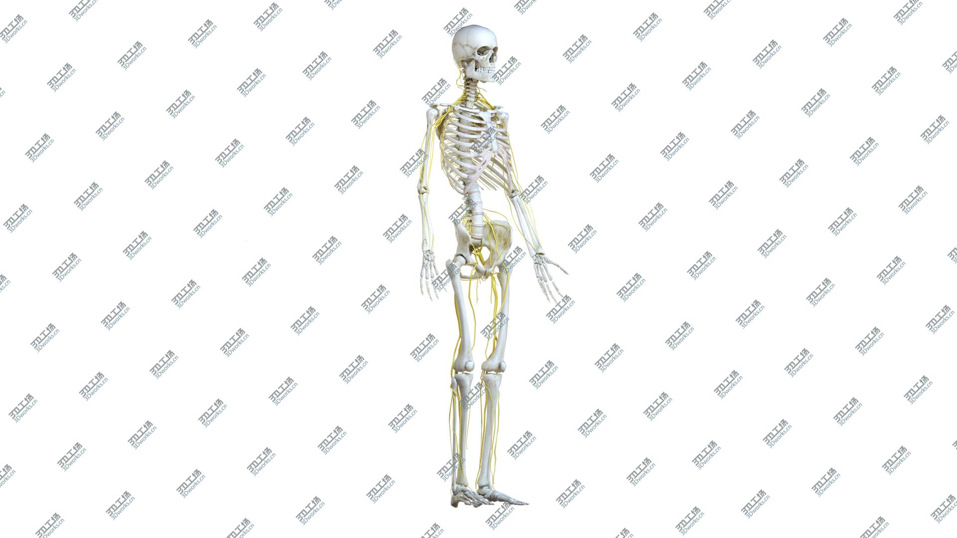 images/goods_img/20210313/Male Body, Skeleton and Nervous System (Low Poly) 3D model/4.jpg